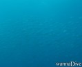 scuba diving photo
