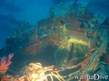 scuba diving photo