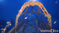 scuba diving photo