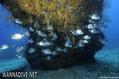 scuba diving photo