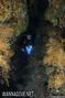 scuba diving photo