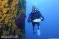 scuba diving photo