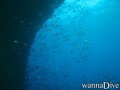 scuba diving photo
