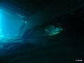 scuba diving photo