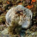 scuba diving photo