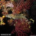 scuba diving photo