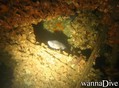 scuba diving photo