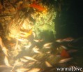 scuba diving photo
