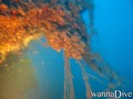 scuba diving photo