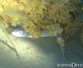 scuba diving photo
