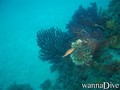 scuba diving photo