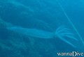 scuba diving photo