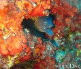 scuba diving photo