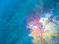 scuba diving photo