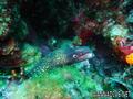 scuba diving photo