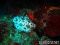 scuba diving photo