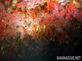 scuba diving photo