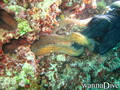 scuba diving photo