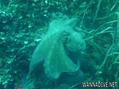 scuba diving photo