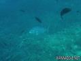 scuba diving photo