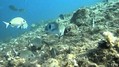 scuba diving photo