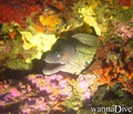 scuba diving photo