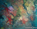 scuba diving photo