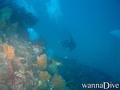 scuba diving photo