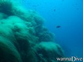 scuba diving photo