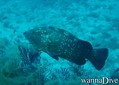 scuba diving photo
