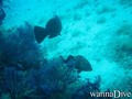 scuba diving photo