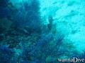 scuba diving photo