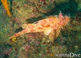 scuba diving photo