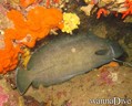 scuba diving photo