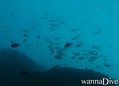 scuba diving photo