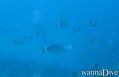 scuba diving photo