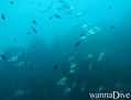 scuba diving photo