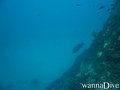 scuba diving photo