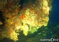 scuba diving photo