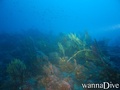 scuba diving photo