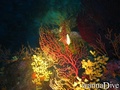 scuba diving photo