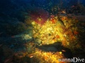 scuba diving photo