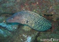 scuba diving photo