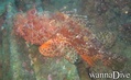 scuba diving photo