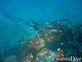 scuba diving photo