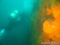 scuba diving photo