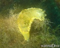 scuba diving photo