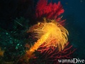 scuba diving photo