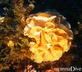 scuba diving photo
