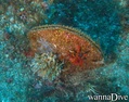 scuba diving photo